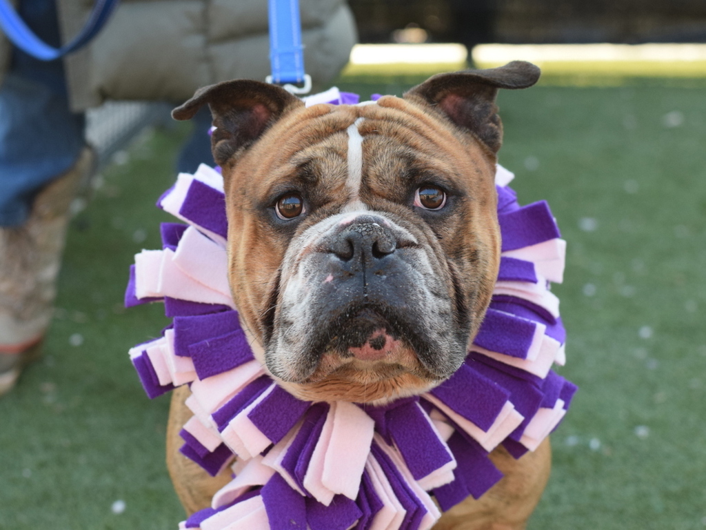 Shelter Stray Male Dog last seen 16-12 Mott Avenue, FAR ROCKAWAY, NY, 11691, 326 E 110th St, New York, NY 10029, USA