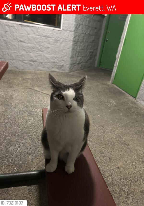 Lost Male Cat last seen lakeside rv park, Everett, WA 98204