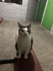 Lost Male Cat last seen lakeside rv park, Everett, WA 98204
