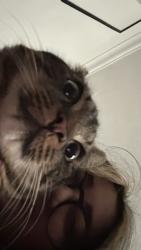 Reunited Male Cat last seen White Hart Lane, Greater London, England N17 8JJ