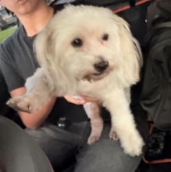 Reunited Female Dog last seen N. Delay Ave & East Groverdale St., Charter Oak, CA 91740