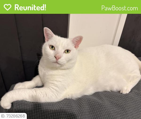 Reunited Female Cat last seen Apex street, Griffin, Griffin, QLD 4503