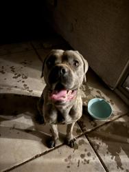 Found/Stray Male Dog last seen Carolina/debbie, San Tan Valley, AZ 85140