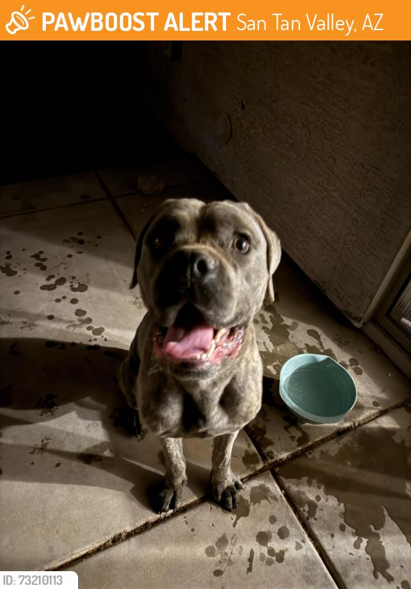 Found/Stray Male Dog last seen Carolina/debbie, San Tan Valley, AZ 85140