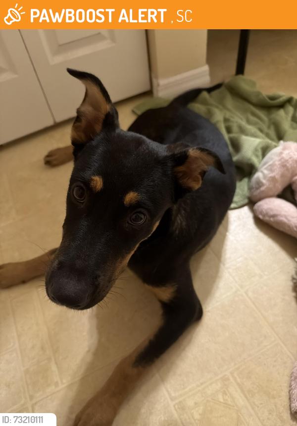 Found/Stray Female Dog last seen High way on exit 223, Gaston, SC 29053