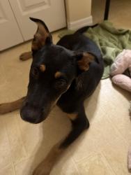 Found/Stray Female Dog last seen High way on exit 223, Gaston, SC 29053