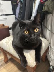 Lost Male Cat last seen Grove Street, Castro Valley, CA 94546