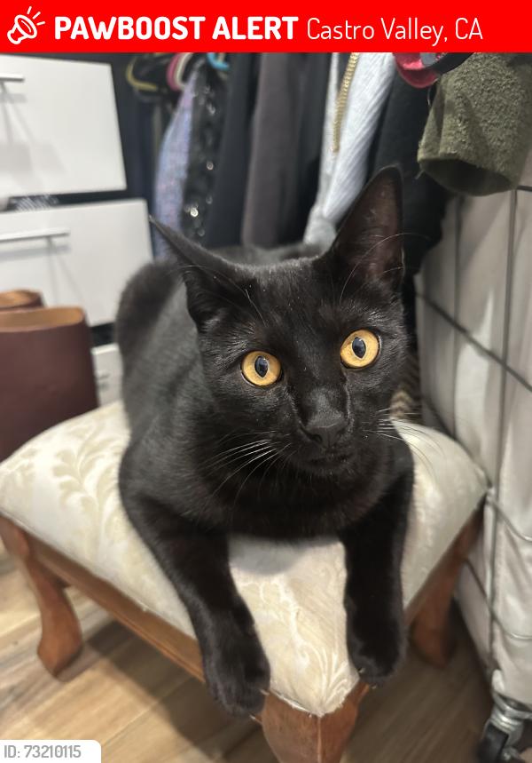 Lost Male Cat last seen Grove Street, Castro Valley, CA 94546