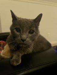 Lost Male Cat last seen White Station and Lexington, Memphis, TN 38120