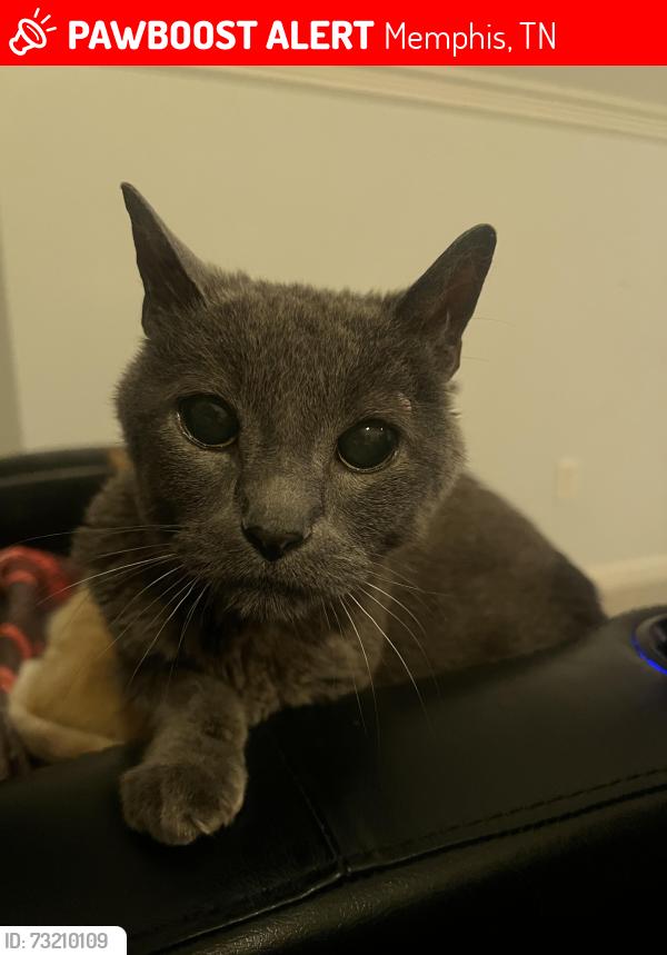 Lost Male Cat last seen White Station and Lexington, Memphis, TN 38120