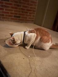 Found/Stray Male Cat last seen 80th and Moore St, Arvada, CO 80005