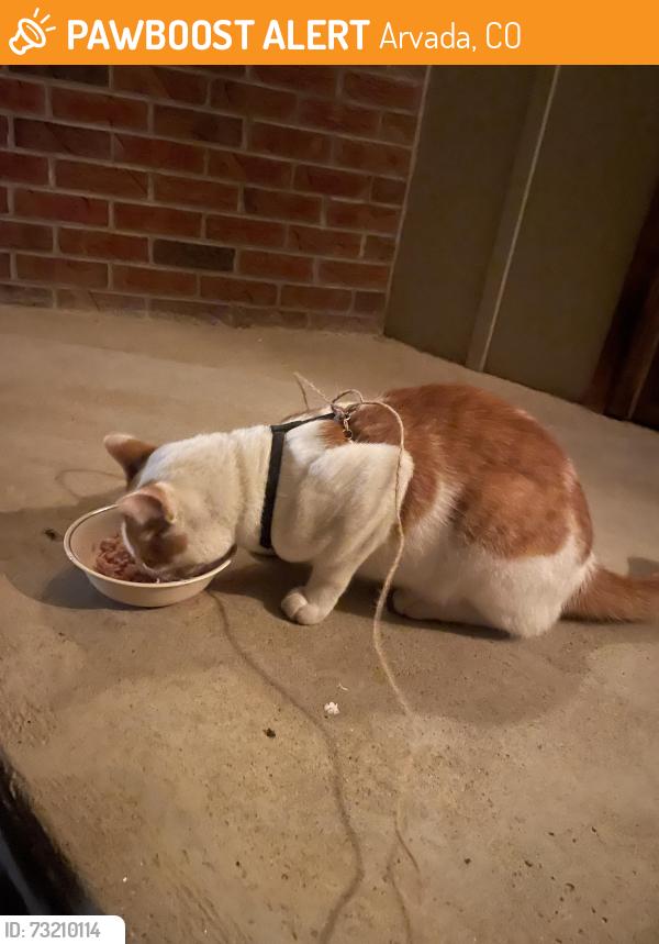 Found/Stray Male Cat last seen 80th and Moore St, Arvada, CO 80005