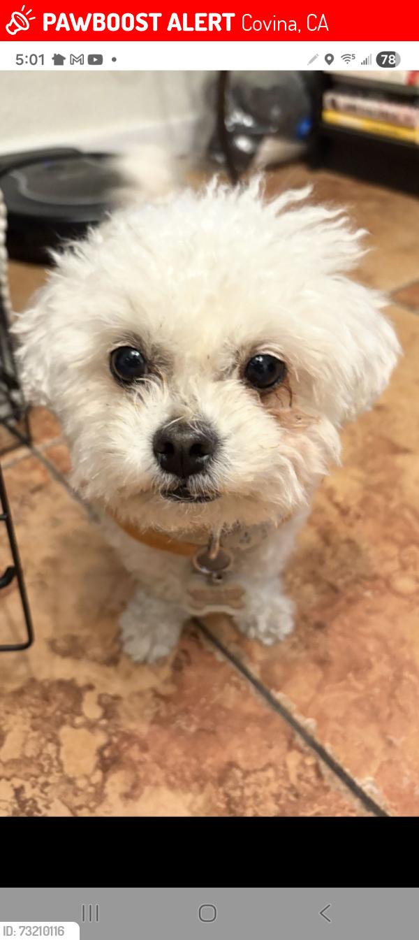 Lost Female Dog last seen Near Barranca and Galatea St, by Dalton Park, Covina, CA 91723