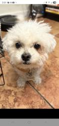 Lost Female Dog last seen Near Barranca and Galatea St, by Dalton Park, Covina, CA 91723