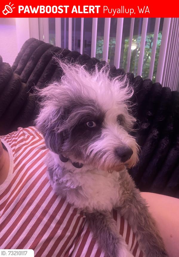 Lost Male Dog last seen 152nd Puyallup, Puyallup, WA 98375
