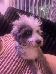 Lost Male Dog last seen 152nd Puyallup, Puyallup, WA 98375