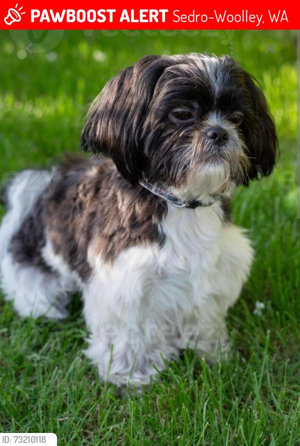 Lost Male Dog last seen Near SR 20, Sedro-Woolley, WA 98284