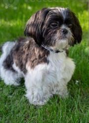 Lost Male Dog last seen Near SR 20, Sedro-Woolley, WA 98284