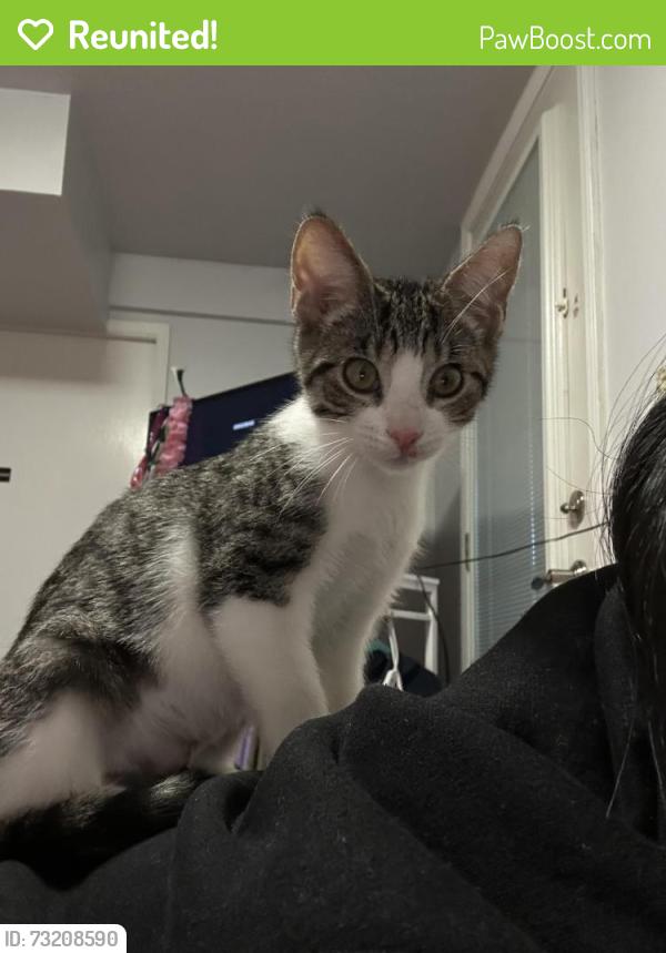 Reunited Female Cat last seen Skyline Dr / Daly City, Daly City, CA 94015