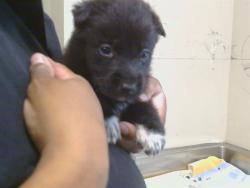Shelter Stray Female Dog last seen ROLLING RIVER LN/COLOMA RD, 95670, 3839 Bradshaw Rd, Sacramento, CA 95827, USA