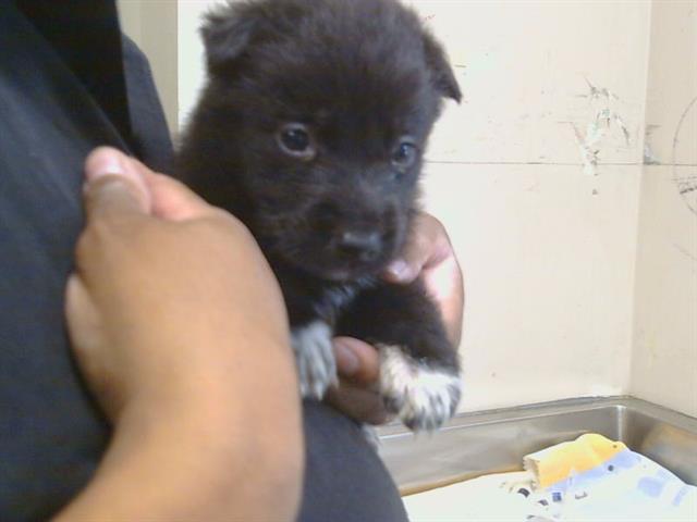 Shelter Stray Female Dog last seen ROLLING RIVER LN/COLOMA RD, 95670, 3839 Bradshaw Rd, Sacramento, CA 95827, USA