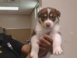 Shelter Stray Female Dog last seen ROLLING RIVER LN/COLOMA RD, 95670, 3839 Bradshaw Rd, Sacramento, CA 95827, USA