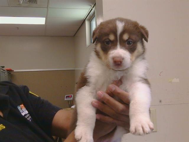 Shelter Stray Female Dog last seen ROLLING RIVER LN/COLOMA RD, 95670, 3839 Bradshaw Rd, Sacramento, CA 95827, USA