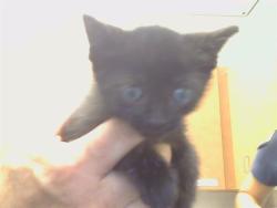 Shelter Stray Male Cat last seen WEST WAY/BECERRA WAY, 95821, 3839 Bradshaw Rd, Sacramento, CA 95827, USA