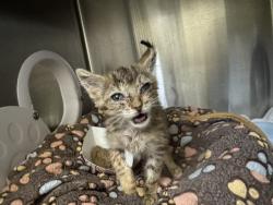 Shelter Stray Unknown Cat last seen JARVIS & HAYLEY, 1950 Stevenson Blvd, Fremont, CA 94538, USA
