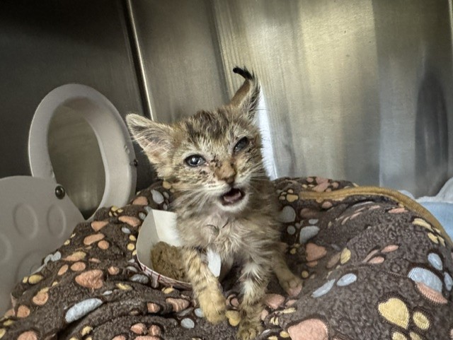Shelter Stray Unknown Cat last seen JARVIS & HAYLEY, 1950 Stevenson Blvd, Fremont, CA 94538, USA