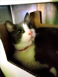 Shelter Stray Female Cat last seen , 1850 W 60th St, Los Angeles, CA 90047, USA