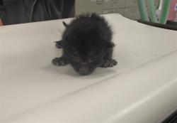 Shelter Stray Male Cat last seen Near BLOCK OTERO ST, 100 Caja Del Rio Rd, Santa Fe, NM 87507, USA