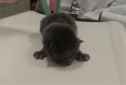 Shelter Stray Male Cat last seen , 100 Caja Del Rio Rd, Santa Fe, NM 87507, USA