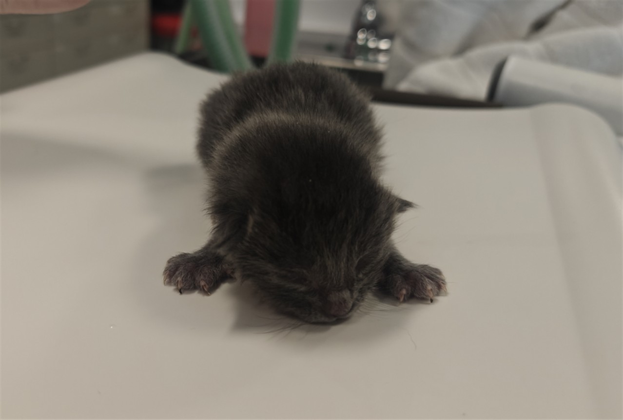 Shelter Stray Male Cat last seen , 100 Caja Del Rio Rd, Santa Fe, NM 87507, USA