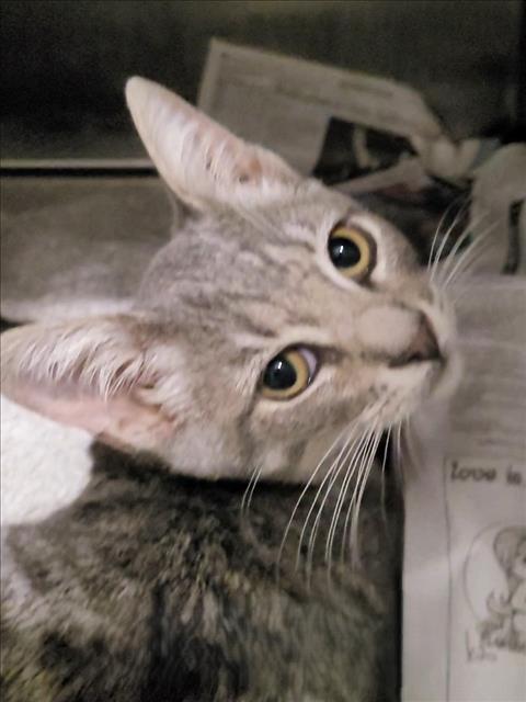 Shelter Stray Male Cat last seen , 1850 W 60th St, Los Angeles, CA 90047, USA