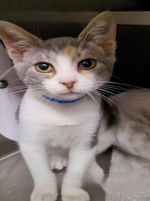 Shelter Stray Female Cat last seen , 1850 W 60th St, Los Angeles, CA 90047, USA