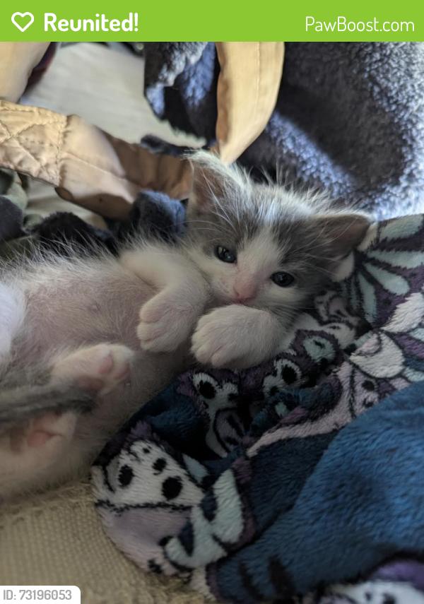 Reunited Male Cat last seen 4th St. & Ashland Ave, Santa Monica, CA 90405