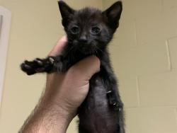 Shelter Stray Female Cat last seen WALSH WAY & MEADOWGLEN AVE, 2127 Front St, Sacramento, CA 95818, USA
