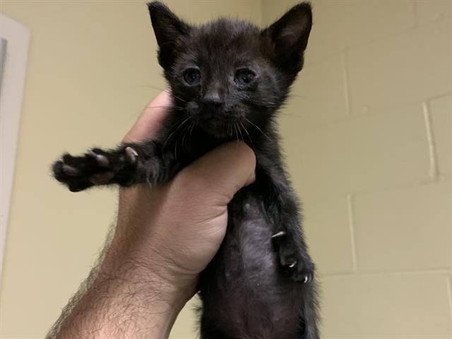 Shelter Stray Female Cat last seen WALSH WAY & MEADOWGLEN AVE, 2127 Front St, Sacramento, CA 95818, USA