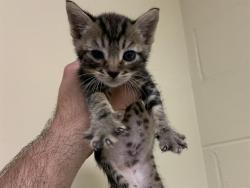 Shelter Stray Female Cat last seen WALSH WAY & MEADOWGLEN AVE, 2127 Front St, Sacramento, CA 95818, USA