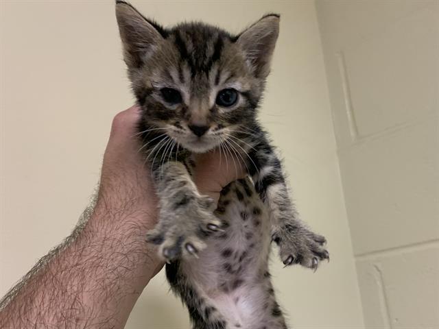 Shelter Stray Female Cat last seen WALSH WAY & MEADOWGLEN AVE, 2127 Front St, Sacramento, CA 95818, USA