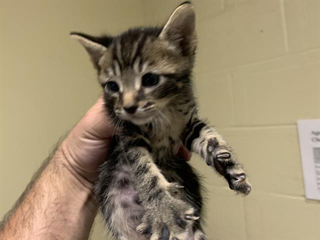 Shelter Stray Male Cat last seen WALSH WAY & MEADOWGLEN AVE, 2127 Front St, Sacramento, CA 95818, USA