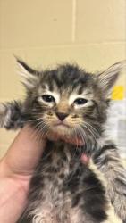Shelter Stray Female Cat last seen OPUS CIR & STEMMLER DR, 2127 Front St, Sacramento, CA 95818, USA