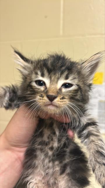 Shelter Stray Female Cat last seen OPUS CIR & STEMMLER DR, 2127 Front St, Sacramento, CA 95818, USA
