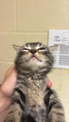 Shelter Stray Male Cat last seen OPUS CIR & STEMMLER DR, 2127 Front St, Sacramento, CA 95818, USA
