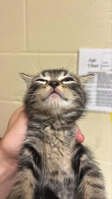 Shelter Stray Male Cat last seen OPUS CIR & STEMMLER DR, 2127 Front St, Sacramento, CA 95818, USA