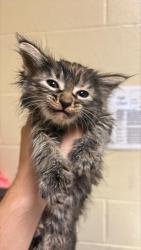 Shelter Stray Female Cat last seen OPUS CIR & STEMMLER DR, 2127 Front St, Sacramento, CA 95818, USA