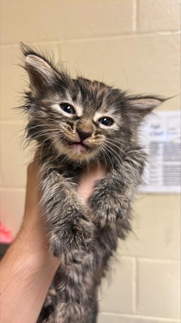 Shelter Stray Female Cat last seen OPUS CIR & STEMMLER DR, 2127 Front St, Sacramento, CA 95818, USA