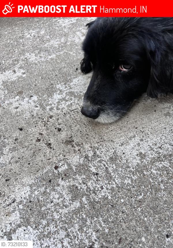 Lost Male Dog last seen Highland, Hammond, IN 46320