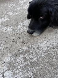 Lost Male Dog last seen Highland, Hammond, IN 46320